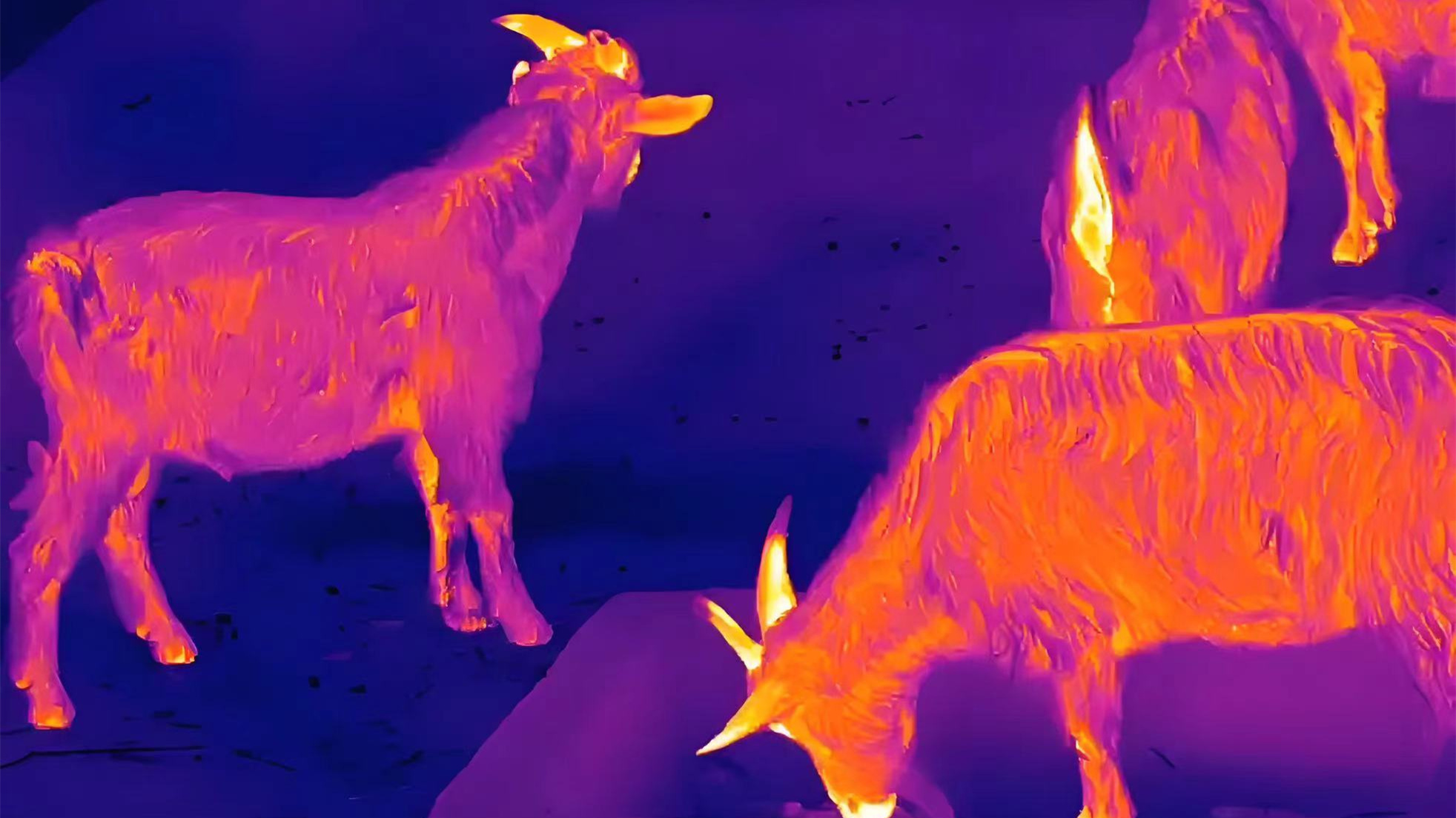 Infrared thermography